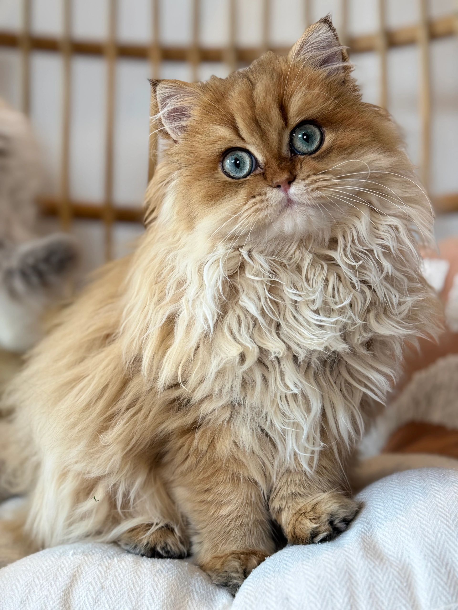 Cheddar Bears: Affectionate British Kittens for Adoption