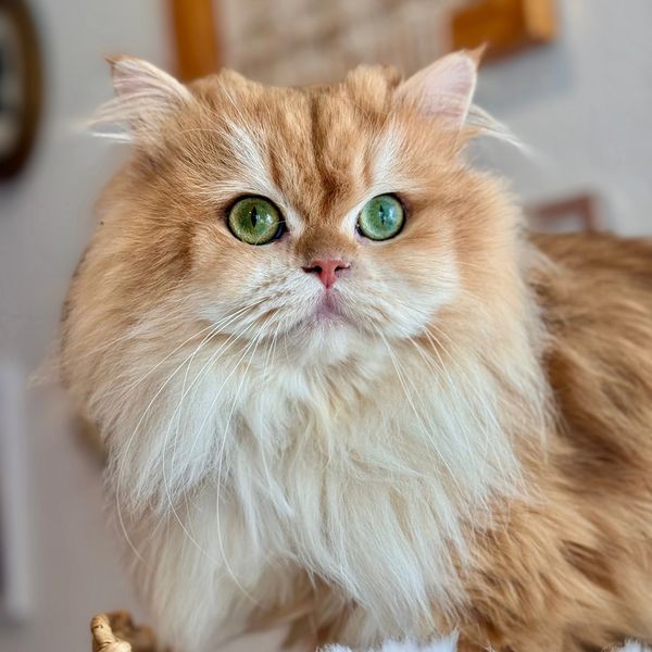 A Guide to British Shorthair & Longhair Golden Shaded Colors