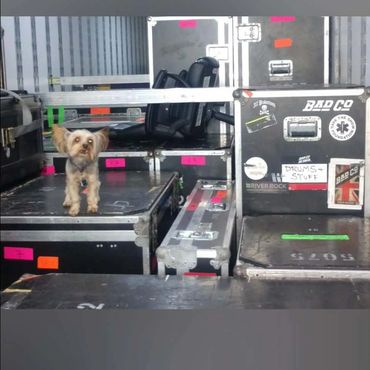 Small dog standing on a black equipment case among roadie flight cases.