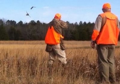 Guided quail hunts at Little "q" Ranch!