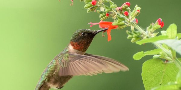 Humming Bird