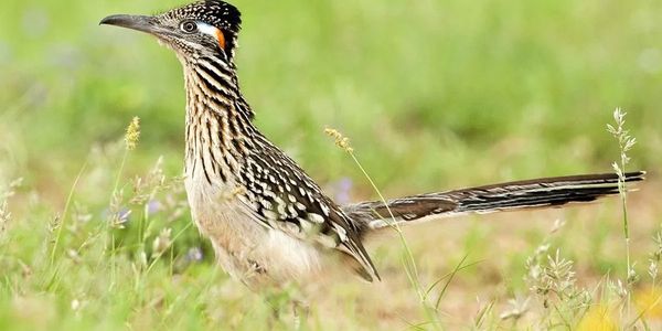 Roadrunner