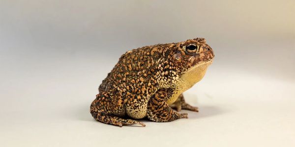 Houston Toad 