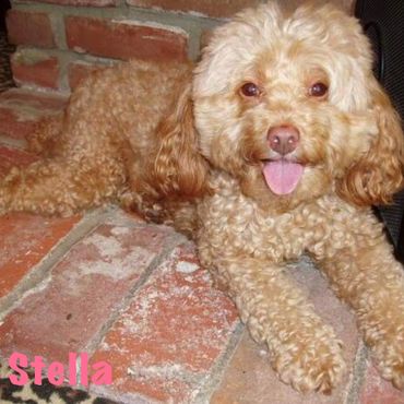 Pet Sitter Santa Clarita, Pet Sitter Burbank