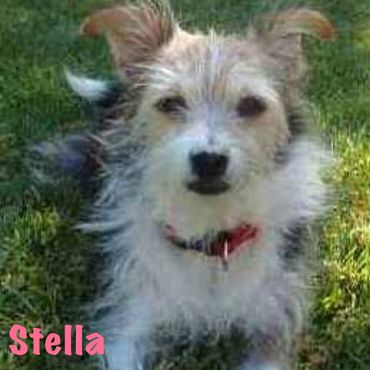 Pet Sitter Santa Clarita, Pet Sitter Burbank