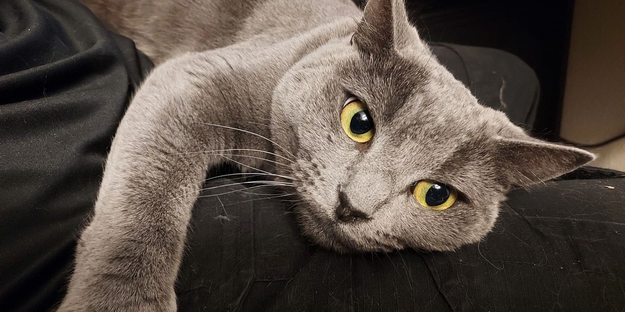 Gray cat with yellow eyes resting on a black surface.