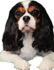 The Pet Spaw Pet Styling