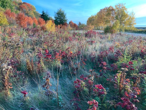 A colorful autumn meadow with red flowers and trees with fall foliage.
