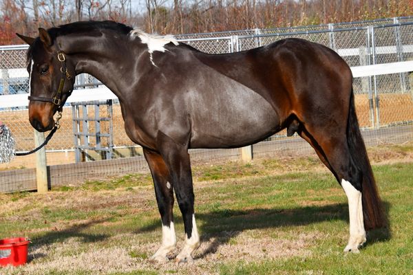 A dark brown horse with white markings stands in a fenced area.