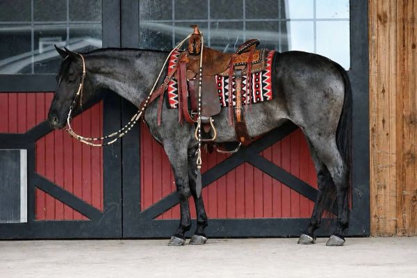 A saddled horse standing still in front of a barn door.