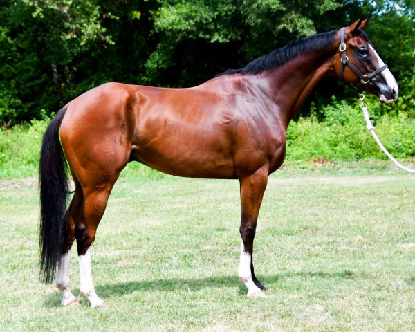 A brown horse standing on grass.