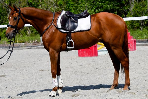 A saddled chestnut horse standing on sandy ground.