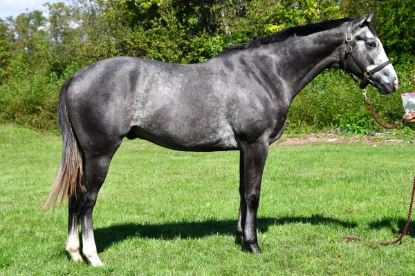 A sleek gray horse standing on grass.