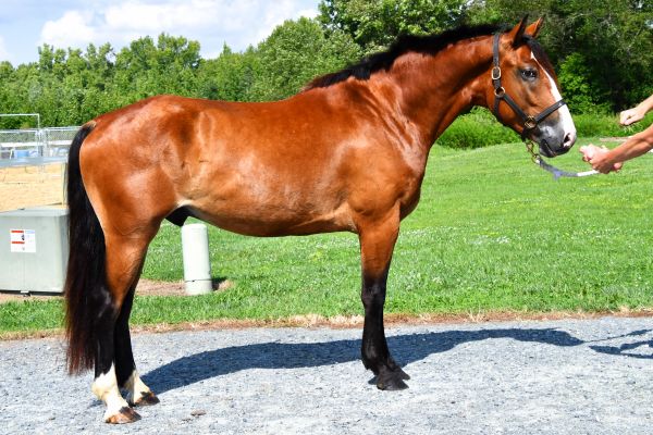 Brown horse standing on gravel with green grass background.