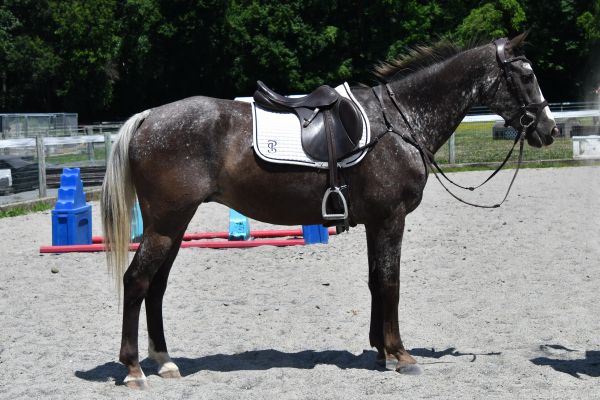 A saddled horse standing in an outdoor riding arena on a sunny day.