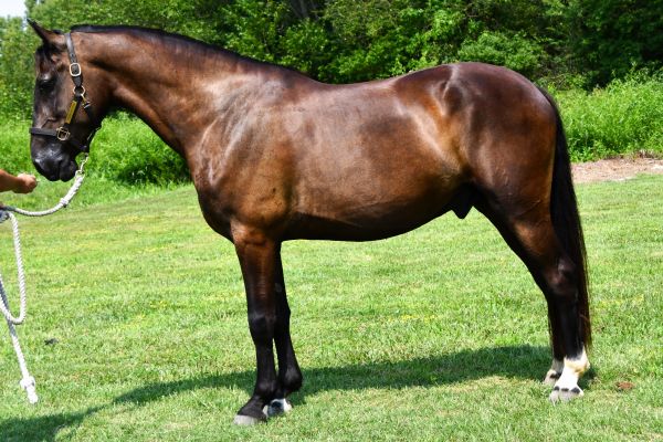 A brown horse standing on green grass.