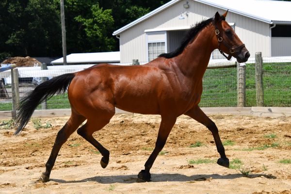 A brown horse trotting in a fenced area.
