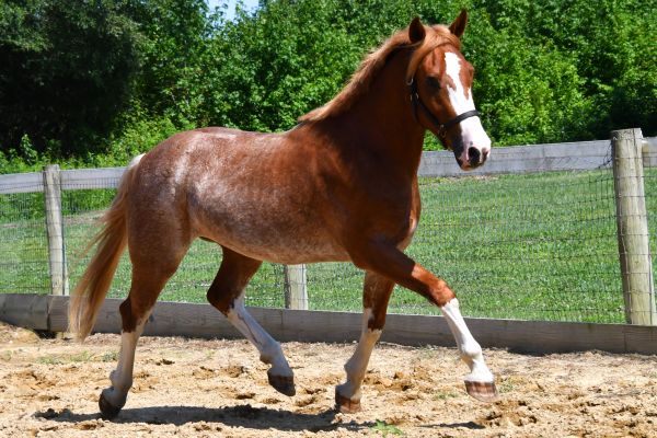 A brown horse trotting in a fenced area on a sunny day.