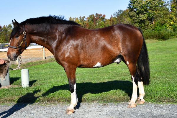 Brown horse standing on gravel with some white markings.
