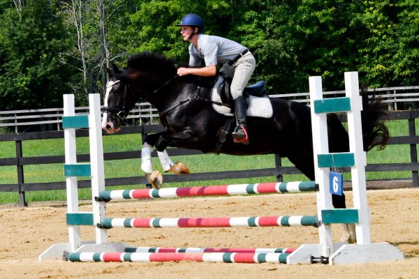 Equestrian jumping over a hurdle with a black horse.