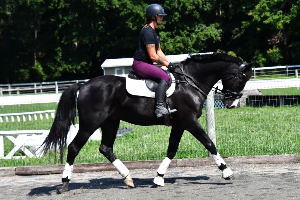 Person riding a black horse in an outdoor arena.