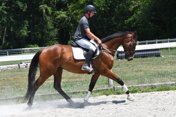 Rider in helmet riding horse outdoors in training arena.