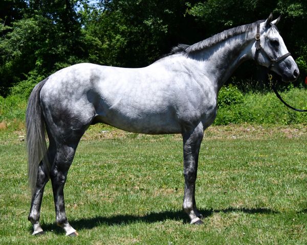 A majestic gray horse standing on grass with a leafy background.