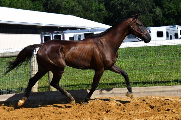 A horse trotting in an enclosed area.