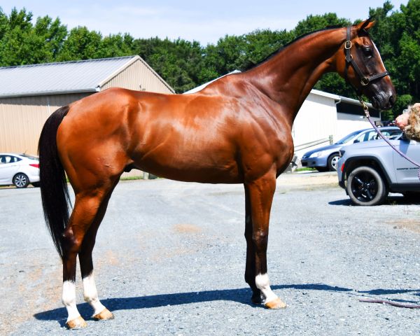 A shiny brown horse with white socks on its legs standing outdoors.