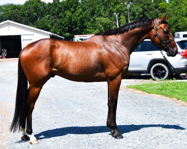 Brown horse with a black mane standing on gravel.