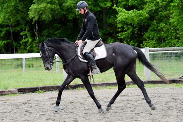 A person riding a black horse in an outdoor arena surrounded by greenery.