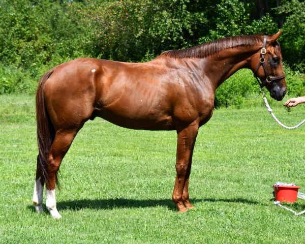 Brown horse standing on grass with a handler.
