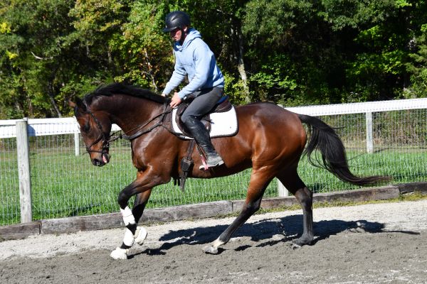 Person riding a horse in an outdoor arena.
