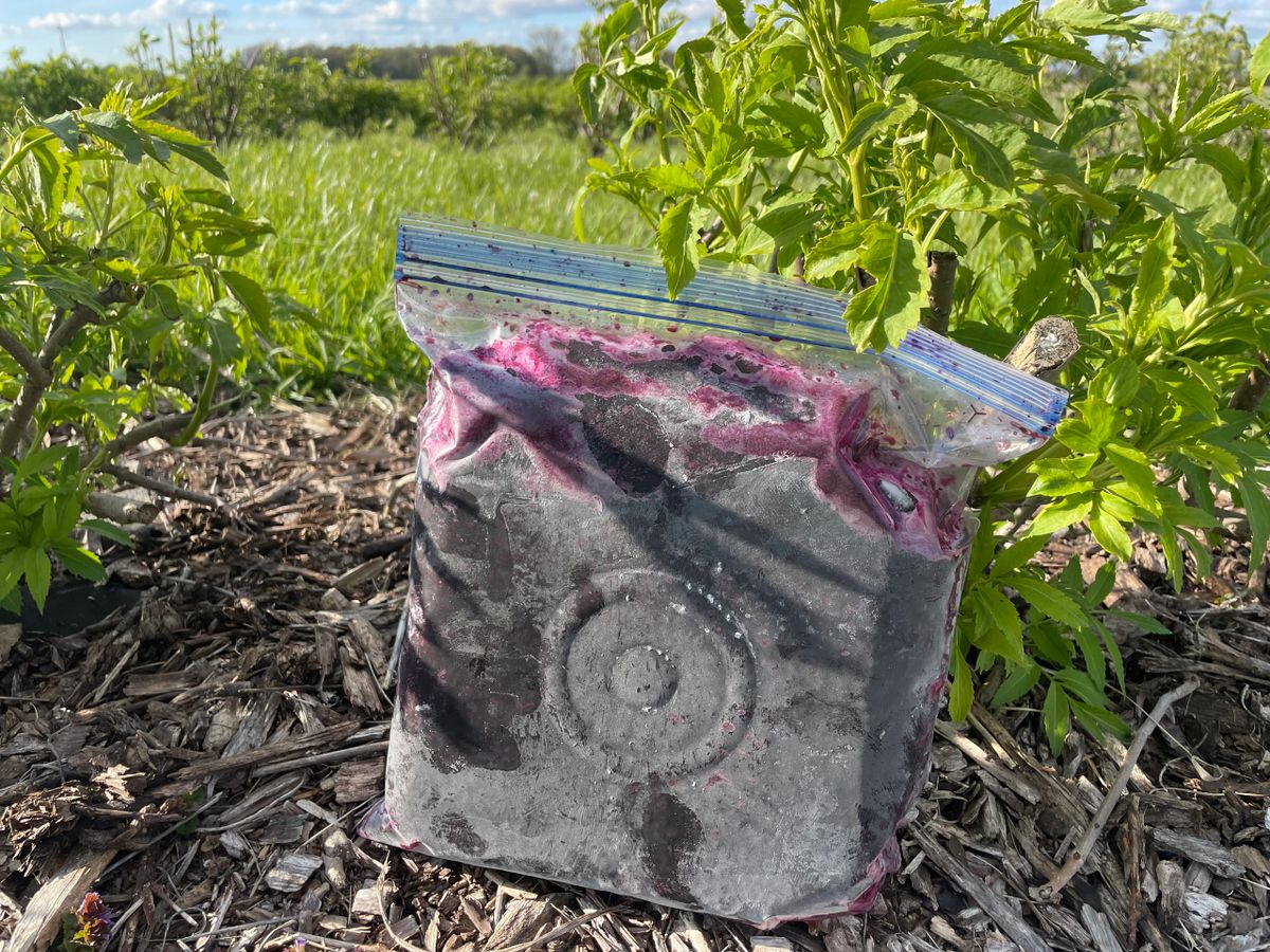 5 Pounds Fresh Frozen American Elderberries