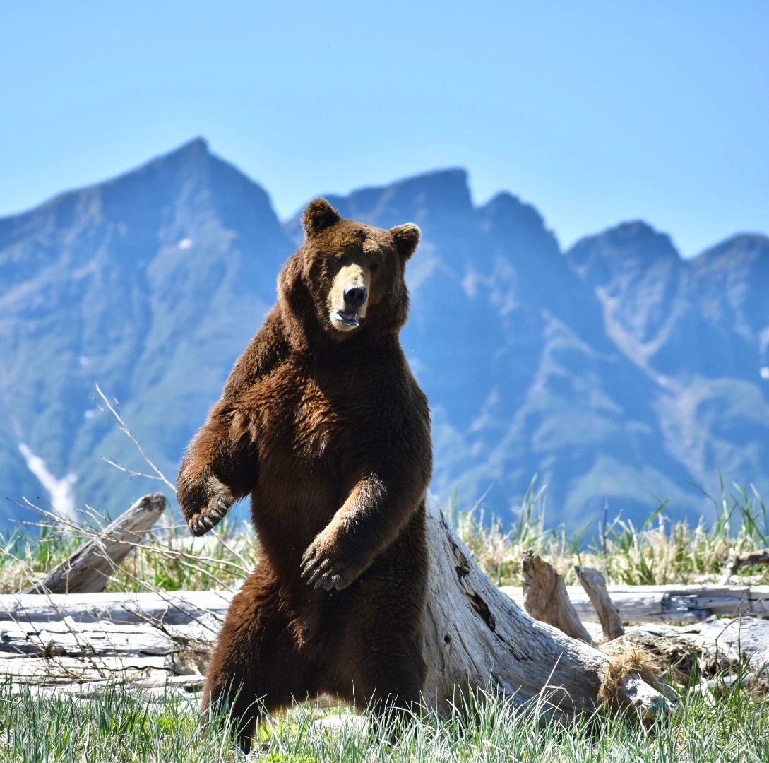 kodiak bear viewing tours