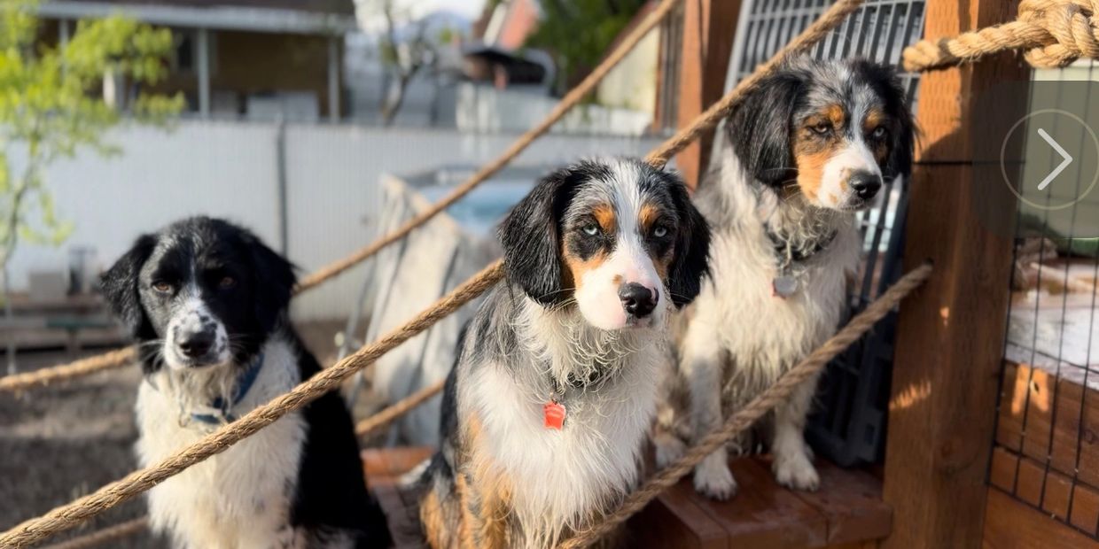 Aussaliers 10 months old, Sprollie two years old