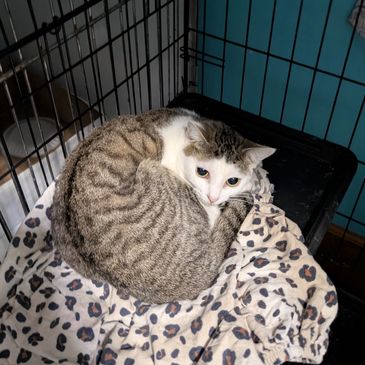 An image of a brown and white tabby cat staring at the camera while laying down in a kennel.