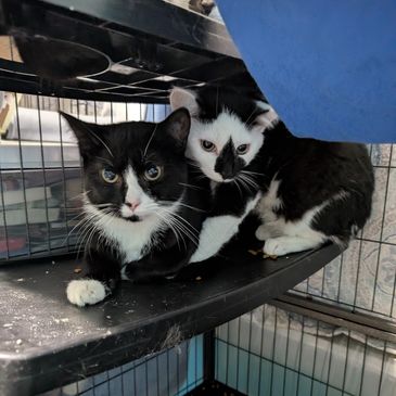 An image of two black and white cats cuddling each other on a shelf.