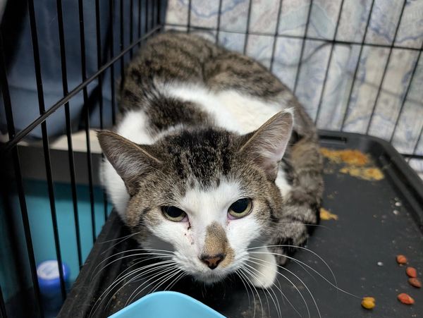 An image of a brown and white cat looking into the camera. 