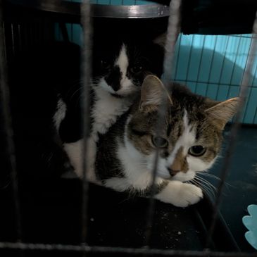An image of a black and white kitten snuggled up to an adult brown tabby cat.