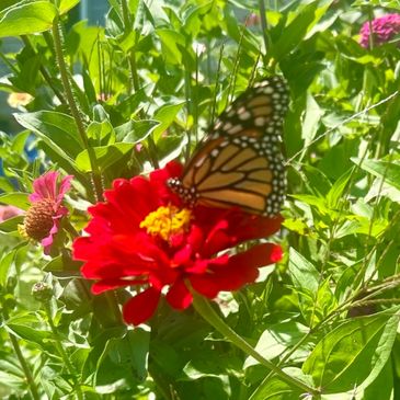A monarch butterfly perched on a vibrant red flower in a lush garden.