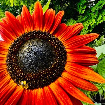 Close-up of a vibrant orange sunflower with a bee collecting pollen.
