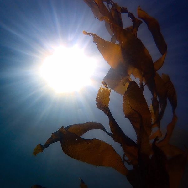 Sunlight shining through underwater kelp.