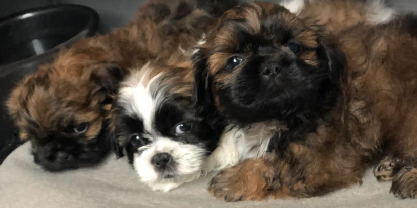 Teddy bears, zuchons, shichon, small puppy