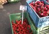 Market Tomatoes and Red Peppers
