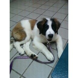 Luna 1-2011 to 1-2012 Please, say a prayer for Luna and Luna's family! Luna 1-2011 to 1-2012 Please, say a prayer for Luna and Luna's family!