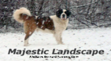 AKC Saint Bernard Puppies AKC Saint Bernard Puppies