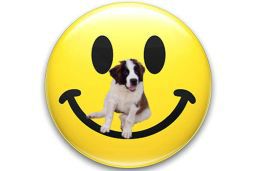 AKC saint bernard puppies, saint bernard puppies, saint bernard puppies for sale AKC saint bernard puppies, saint bernard puppies, saint bernard puppies for sale