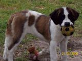 akc saint bernard puppies, saint bernard puppies for sale, florida akc saint bernard puppies, saint bernard puppies for sale, florida