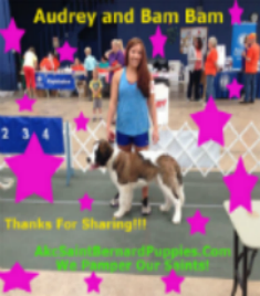 akc saint bernard puppies in orlando florida akc saint bernard puppies in orlando florida